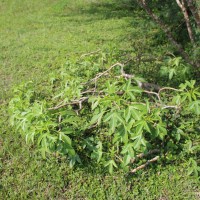 Jatropha glandulifera Roxb.